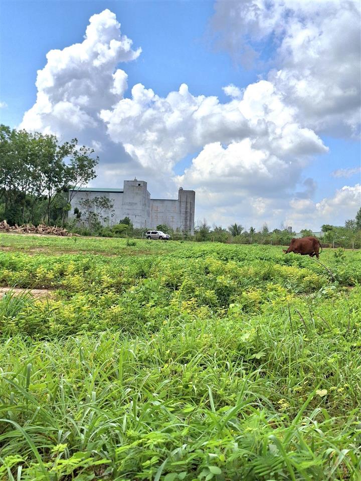 Cần bán gấp 1.3ha view sông sài gòn xã bến củi dmc tây ninh, cách kcn bến củi 400m. giá 9.5 tỷ