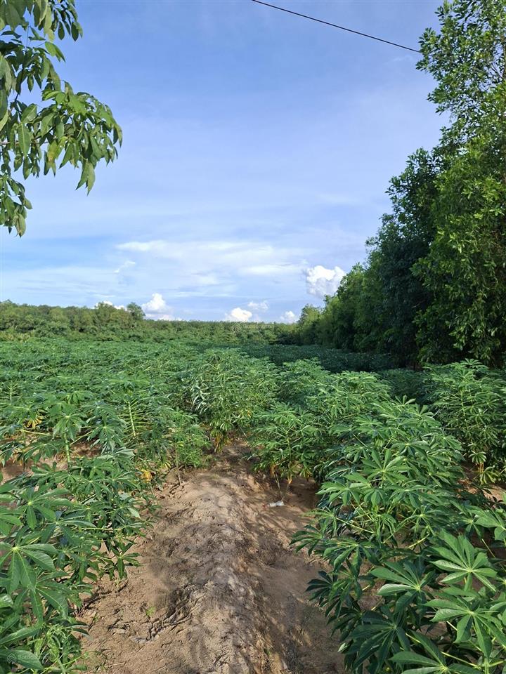 Kẹt tiền bán gấp 2.8ha, 6 tỷ, đất minh hòa dầu tiếng, lên được thổ cư, kdc. giá 6 tỷ