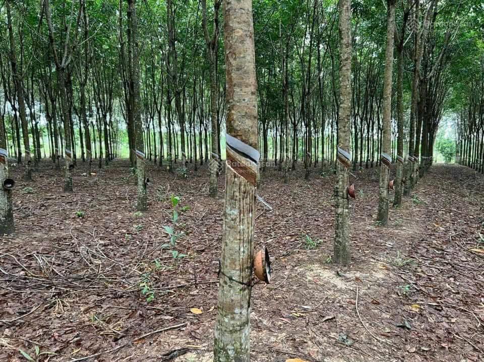 Bán 13.798m2 đất cao su xã định thành dầu tiếng, 140m mt. full hồng. giá 5 tỷ tl.  0936 419 ***