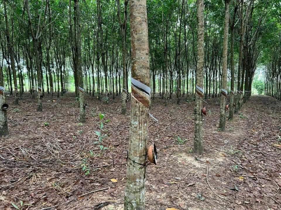 Bán 13.798m2 đất cao su xã định thành dầu tiếng, 140m mt. full hồng. giá 5 tỷ tl.  0936 419 ***