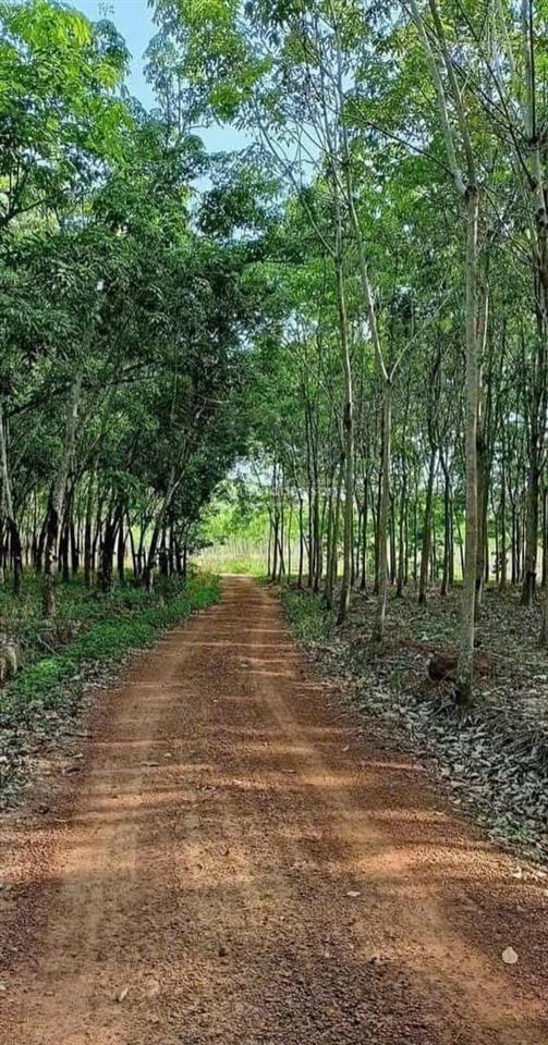 Bán 13.798m2 đất cao su xã định thành dầu tiếng, 140m mt. full hồng. giá 5 tỷ tl.  0936 419 ***