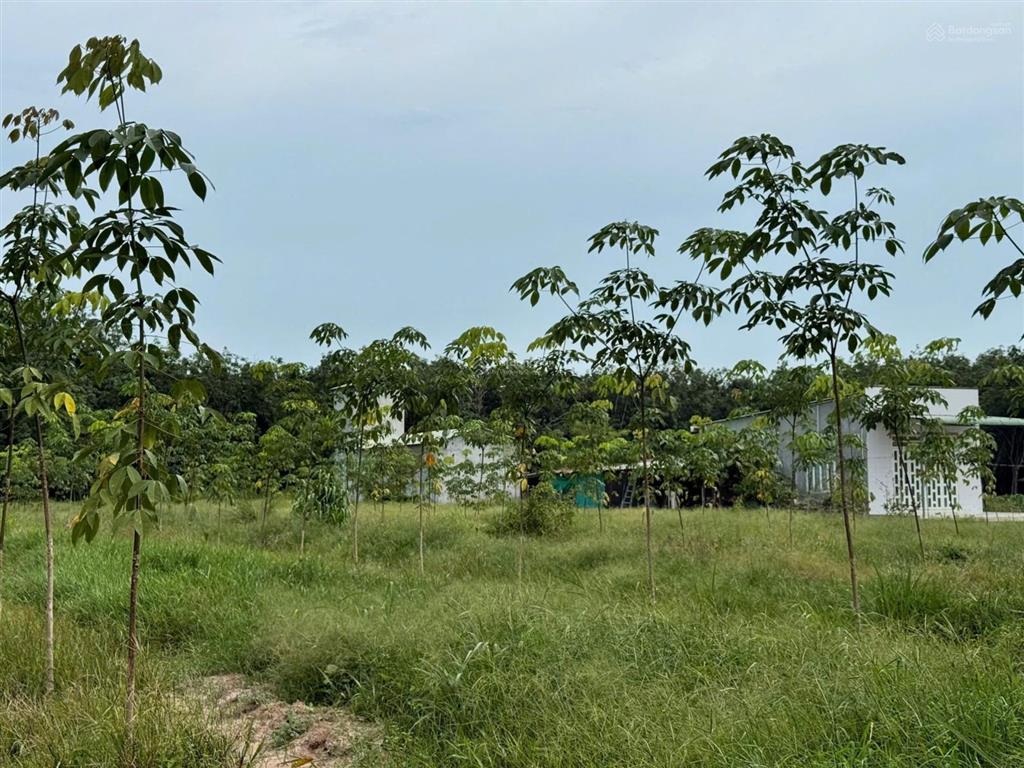 Chính chủ kẹt tiền bán 6.468m2, 200mtc, nhà yến, vườn cao su. xã minh thạnh tphcm. giá 2.1tỷ