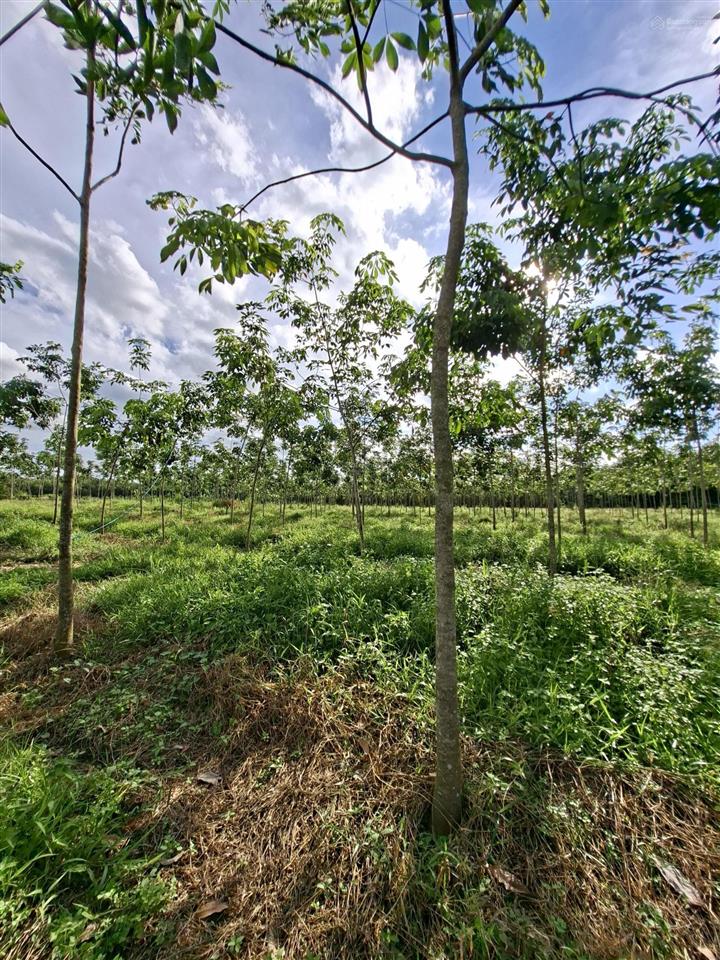 Nợ ngân hàng cần bán 1.65ha đất cao su và 70 gốc sầu riêng 5 năm tuổi xã long hòa tphcm. giá 5.5tỷ