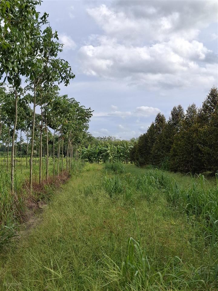 Nợ ngân hàng cần bán 1.65ha đất cao su và 70 gốc sầu riêng 5 năm tuổi xã long hòa tphcm. giá 5.5tỷ