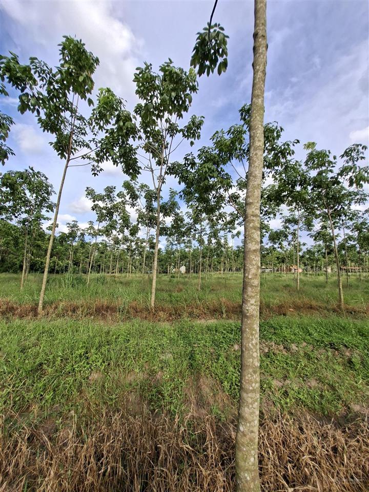 Nợ ngân hàng cần bán 1.65ha đất cao su và 70 gốc sầu riêng 5 năm tuổi xã long hòa tphcm. giá 5.5tỷ