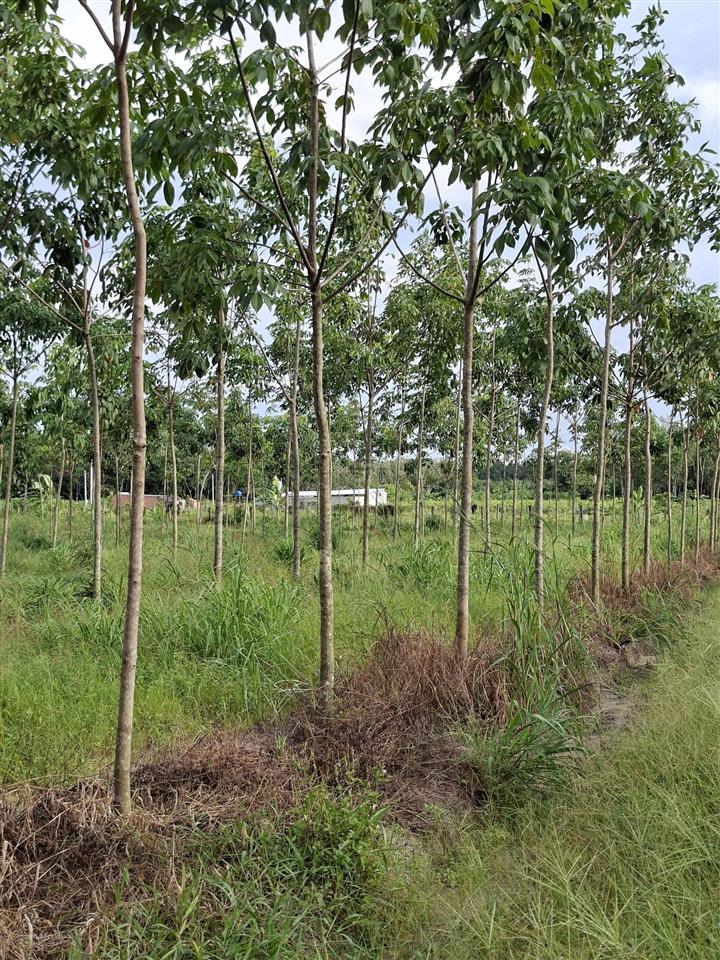 Nợ ngân hàng cần bán 1.65ha đất cao su và 70 gốc sầu riêng 5 năm tuổi xã long hòa tphcm. giá 5.5tỷ