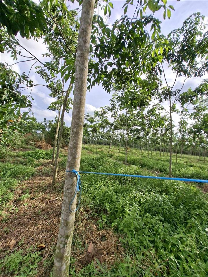 Nợ ngân hàng cần bán 1.65ha đất cao su và 70 gốc sầu riêng 5 năm tuổi xã long hòa tphcm. giá 5.5tỷ