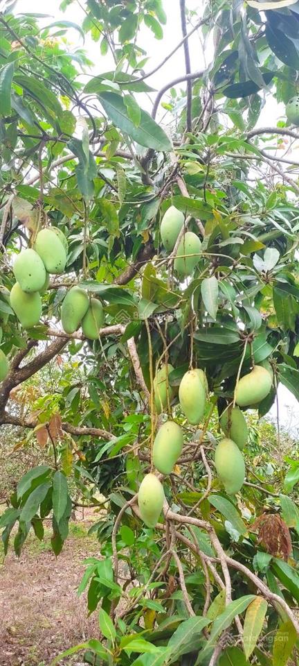 Chính chủ bán đất 200m² phú ngọc định quán, đường nhựa 2 ô tô tránh, giá chỉ 3tr/m²