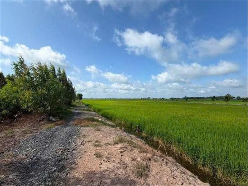 ĐẤT ĐẸP – ĐẦU TƯ SINH LỜI – CẦN BÁN 3 LÔ ĐẤT GIÁ TỐT – Ấp Hiệp Thành, Xã Tân Thạnh, Tây