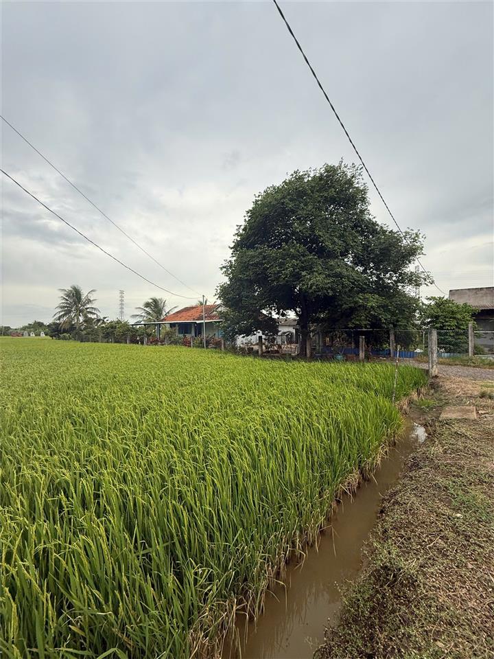 ĐẤT CHÍNH CHỦ - GIÁ TỐT Cần Bán Tại Bờ Mồi, Xã Phước Tuy, Huyện Cần Đước, Long An