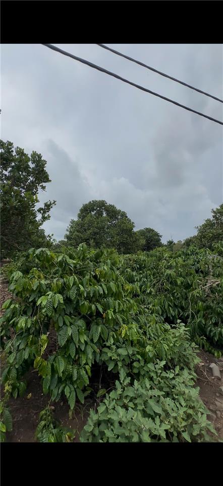 ĐẤT ĐẸP – GIÁ TỐT - CẦN SANG NHƯỢNG 9 SÀO ĐẤT TRỒNG CÀ PHÊ Thôn 13, Xã Tân Hòa, Buôn Đôn,