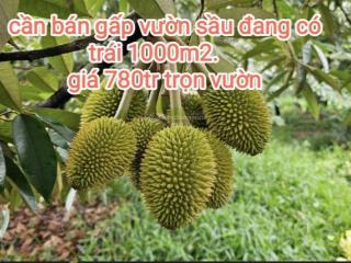 Thanh lý vườn sầu đang có trái . 1000m2 (10*100) mặt tiền đường bêtông 4m..giá 780tr bao sổ .