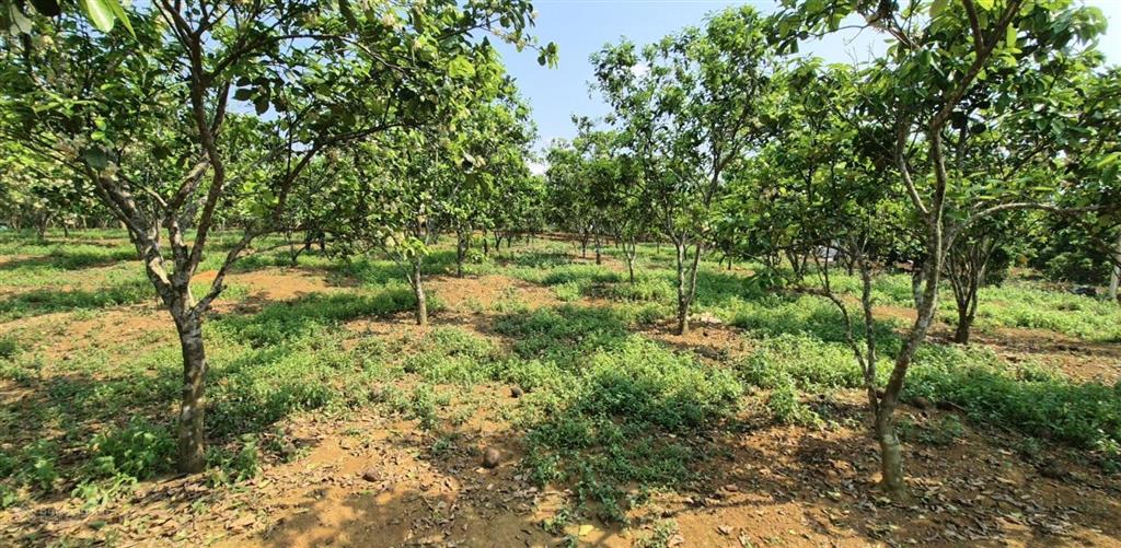 Lô đất hiếm gần kcn có sẵn dòng tiền giá chỉ 1.2 tỷ!