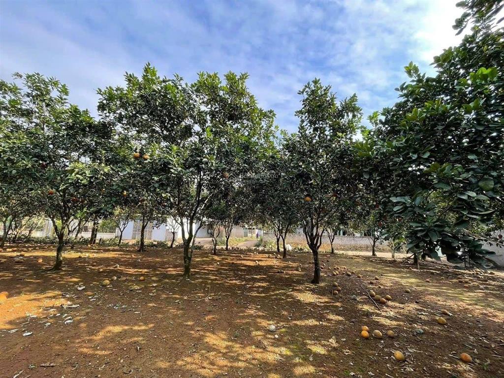 Lô đất hiếm gần kcn có sẵn dòng tiền giá chỉ 1.2 tỷ!