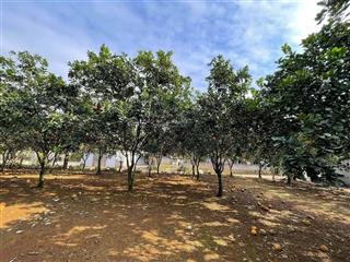 Lô đất hiếm gần kcn có sẵn dòng tiền giá chỉ 1.2 tỷ!