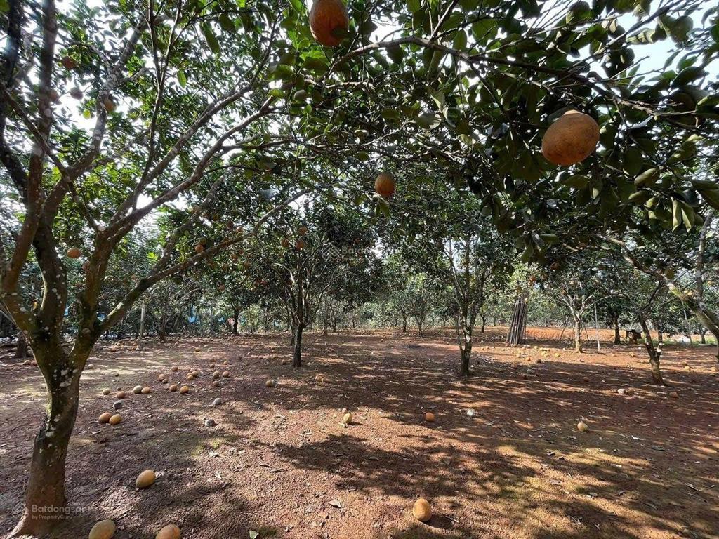 Lô đất hiếm gần kcn có sẵn dòng tiền giá chỉ 1.2 tỷ!