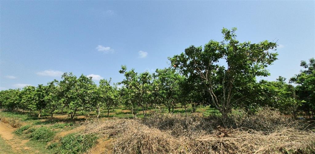 Lô đất hiếm gần kcn có sẵn dòng tiền giá chỉ 1.2 tỷ!