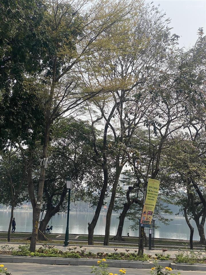 Một siêu phẩm mặt phố  lô góc  view công viên và hồ 7 mẫu  7 tầng, thang máy
