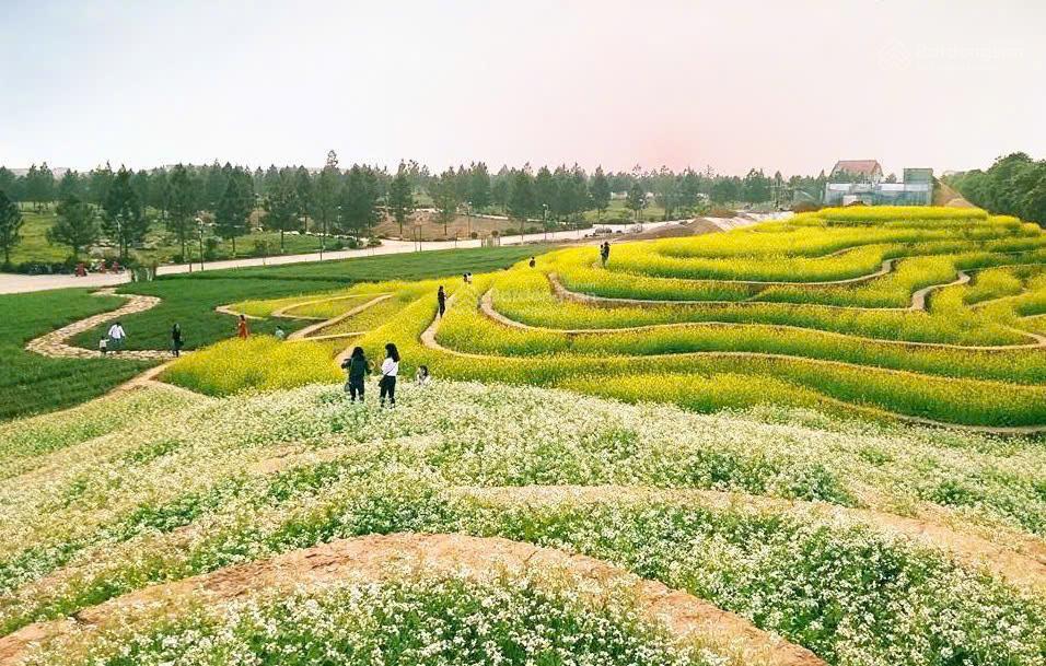 Chính chủ bán gấp  biệt thự sinh thái 200m2, mt 8m  the phoenix garden