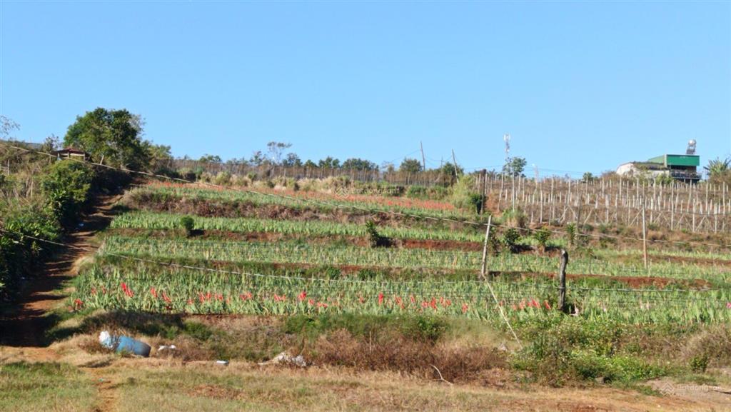 Bán 6 sào đất ngay tại trung tâm pleiku, tỉnh gia lai. phù hợp làm nhà hàng, quán cf view đẹp