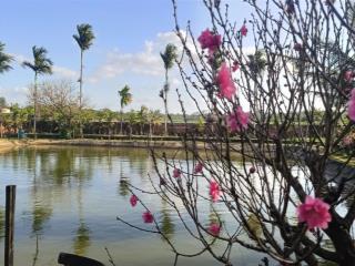 Bán đất ở, kết hợp kinh doanh dv view ruộng, homestay, nghỉ dưỡng ngay tại trung tâm tp.pleiku