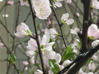 Nhà chung cư chính chủ cần bán