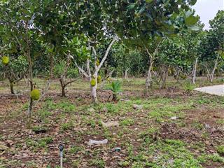 Đất nền thổ cư sổ riêng 6x30m giá 350 triệu bảo vinh, long khánh, đồng nai