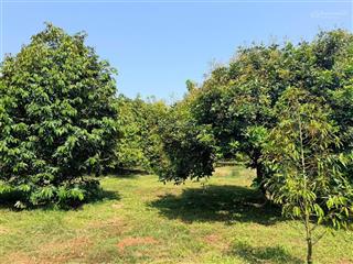 Đất vườn thổ cư 200m2 ngang 20m giá 350 triệu núi chứa chan, xuân thọ, xuân lộc, đồng nai