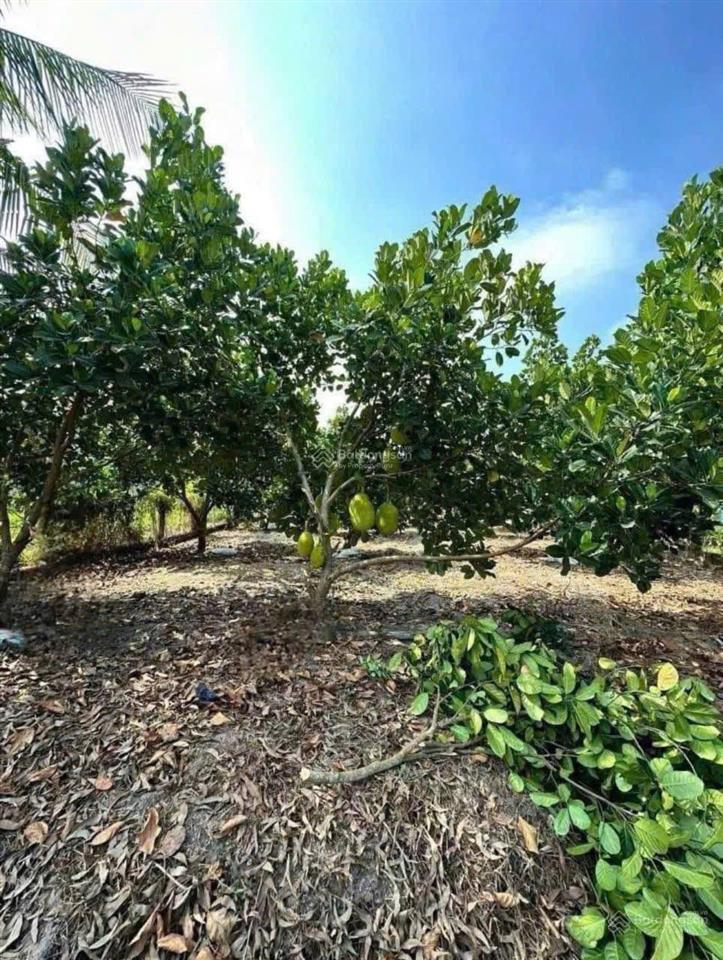 Đất vườn diện tích 1500m2 đất có thổ cư giá 1 tỷ 200 triệu phường bảo vinh long khánh đồng nai