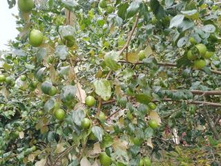 Cần bán đất thổ cư, sổ đỏ chính chủ, phường mỹ lộc, nam định cũ