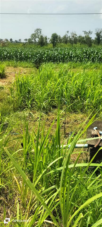 Bán đất chính chủ sổ hồng riêng, đất đẹp gần khu du lịch biển