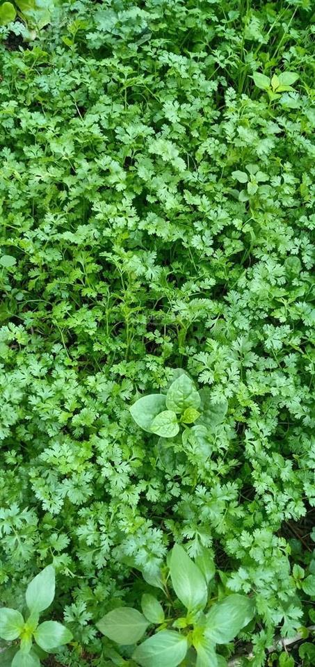 Bán đất biệt thự vườn 2800 m2 có nhà vườn trái cây và ao cá giá chỉ 6,5 tỷ