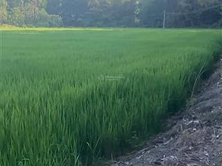 Full thổ cư 100%, ngang 5m , mặt tiền đường 346 đường bêtông oto tới đất, đức huệ long an (cũ )