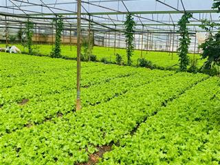 Bán đất võ trường toản , đà lạt . đất rộng đẹp phù hợp xây nhà ở