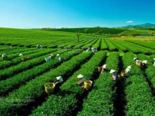 Xuất cảnh bán gấp  bán đất khúc thừa dụ 7403m²  37 tỷ