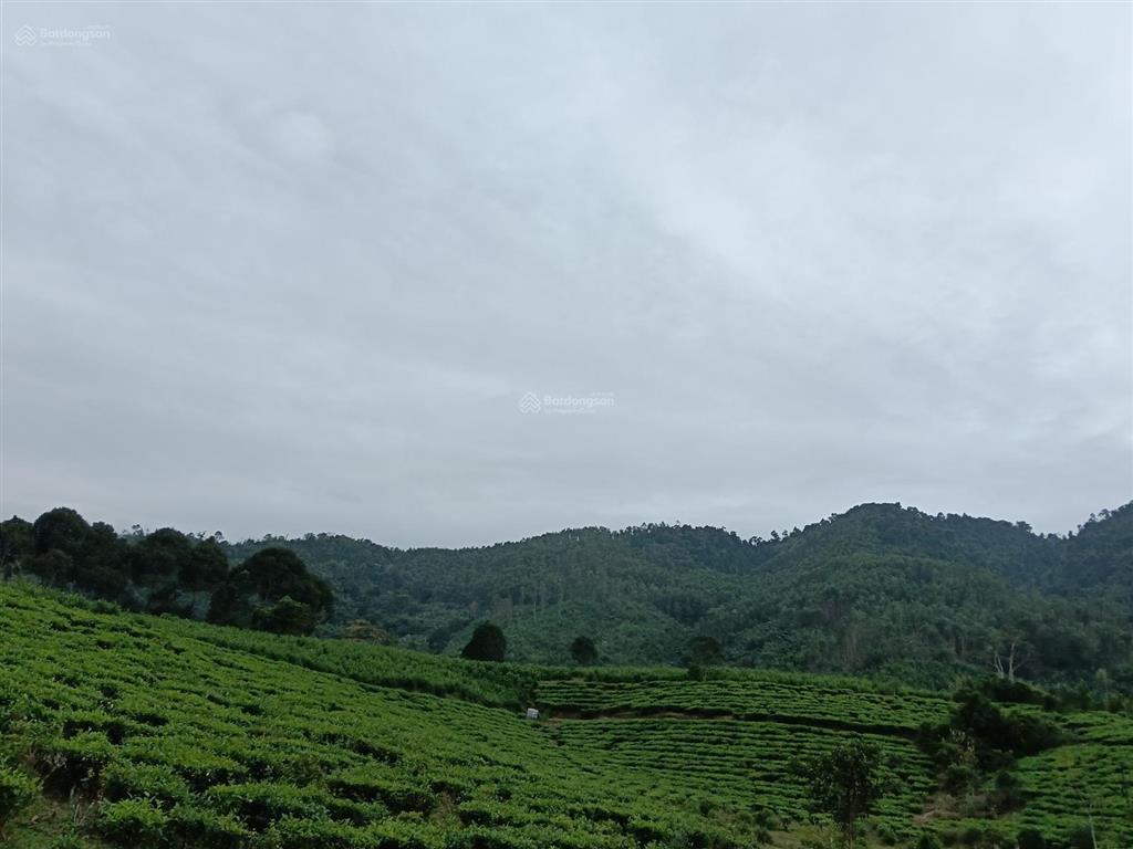 Khu đất nhà vườn lý tưởng để nghỉ dưỡng ở tây bà nà hills. diện tích 1558,4m2 có 400m2 nhà ở