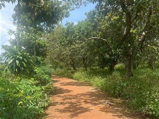 Chỉ còn 1 lô duy nhất  210m2 đất lộc quang, bình phước  giá 1 tỷ 960