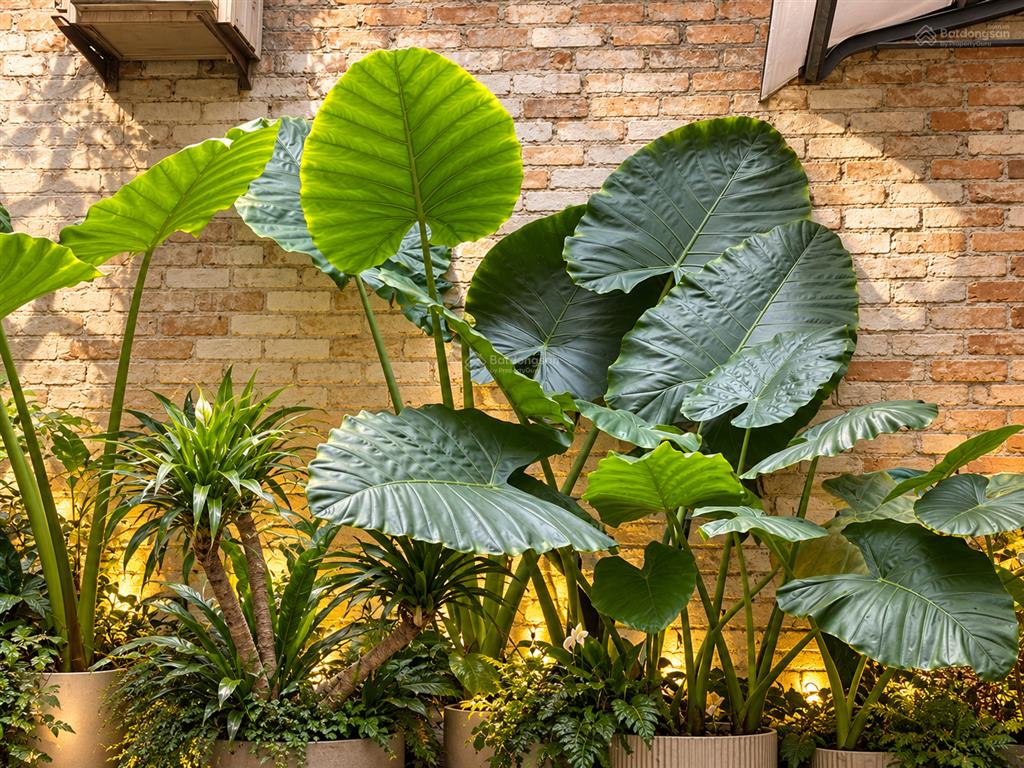 Bán nhà ngõ đại la, hai bà trưng, hà nội, 61m² thực tế, 3 tầng, ngõ thông, 8,5 tỷ