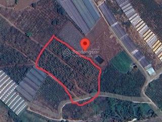 Chính chủ cần bán đất tà nung. dt 9000m2