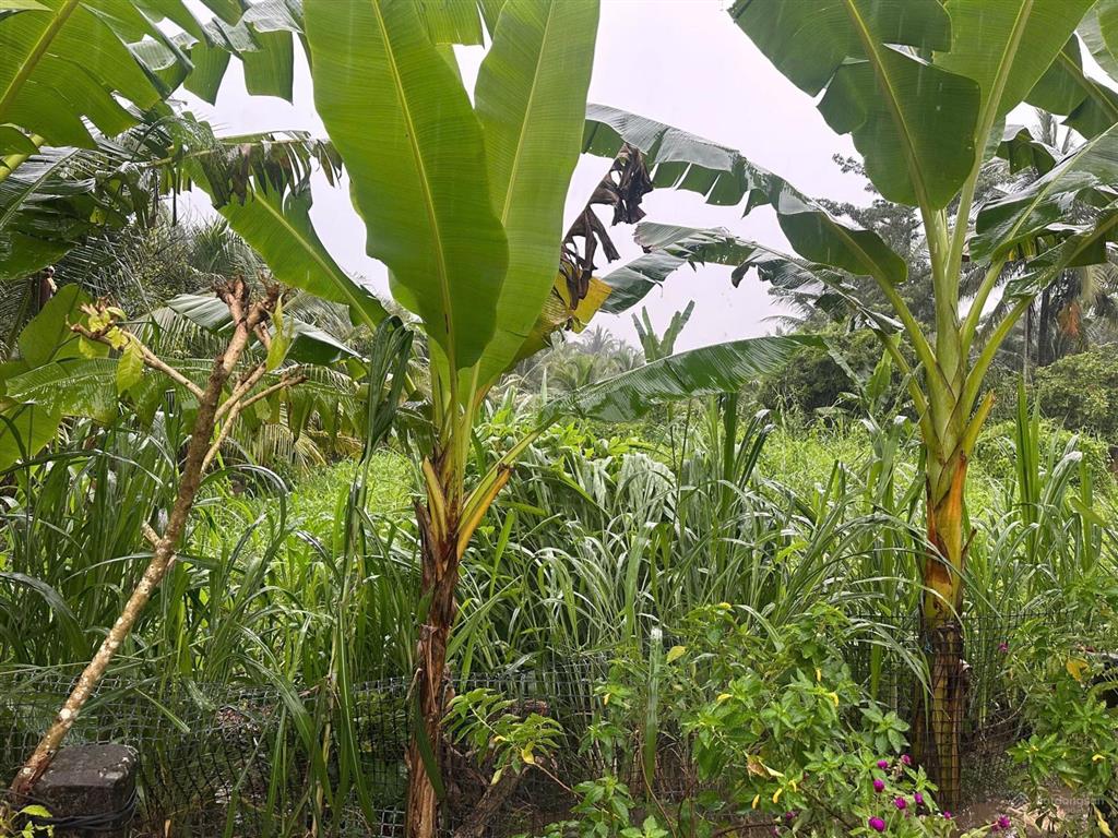 Đất nằm mặt tiền sông tiền và lduong nhựa lam nha nghi gan da cau my tho vagan khu du lich lang xan