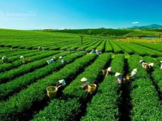 Xuất cảnh bán gấp  bán đất khúc thừa dụ 7403m²  37 tỷ