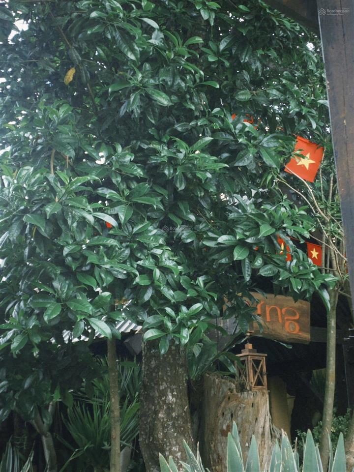 Lô góc mặt tiền lý thái tổ trung tâm măng đen
