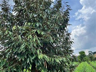 Cần bán gấp lô đất 3.200m2, trong đó có 100m2 đất ở lâu dài. đất đẹp phù hợp nghỉ dưỡng.