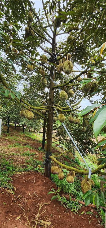 Bán rẫy/trang trại trồng cây lâu năm tại xã trường xuân, lâm đồng