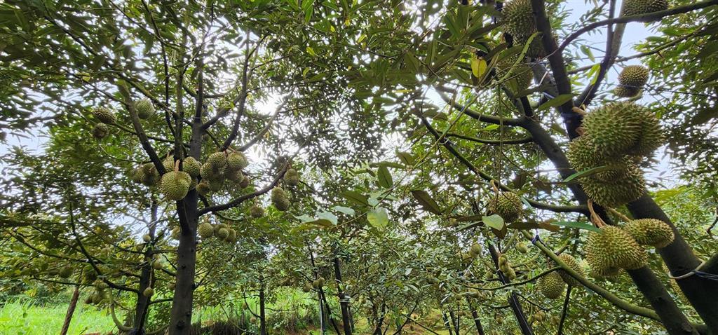 Bán rẫy/trang trại trồng cây lâu năm tại xã trường xuân, lâm đồng