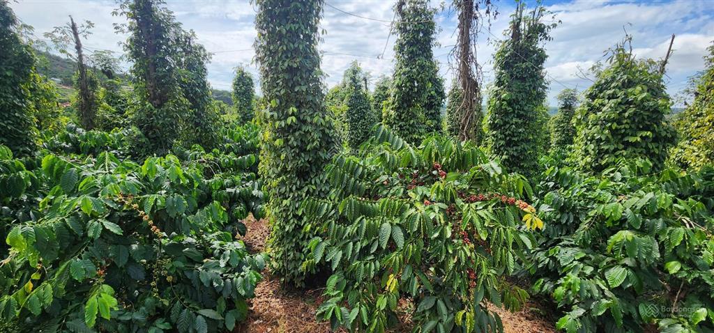 Bán rẫy/trang trại trồng cây lâu năm tại xã trường xuân, lâm đồng