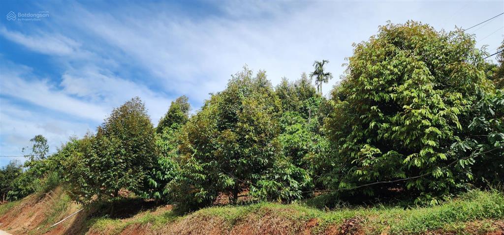 Bán rẫy/trang trại trồng cây lâu năm tại xã trường xuân, lâm đồng