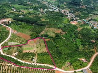 Bán rẫy/trang trại trồng cây lâu năm tại xã trường xuân, lâm đồng