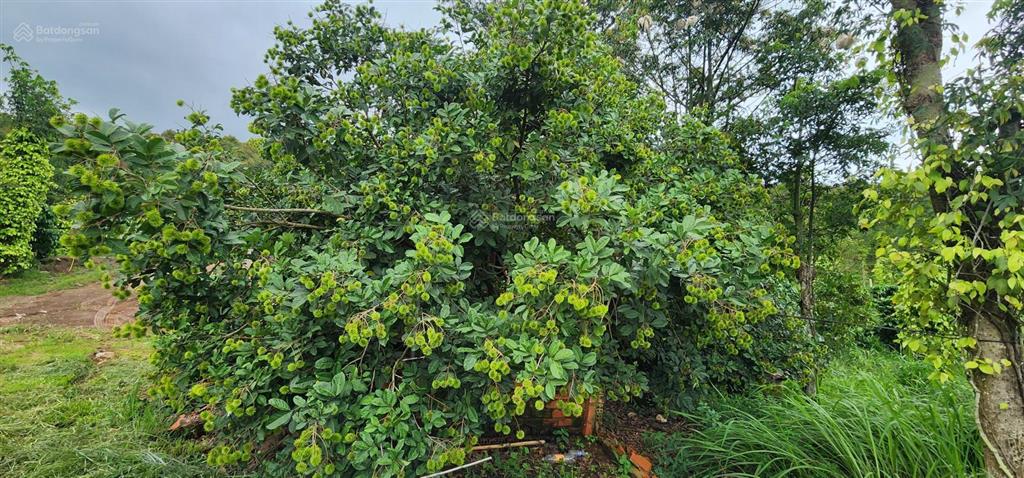 Bán rẫy/trang trại trồng cây lâu năm tại xã trường xuân, lâm đồng