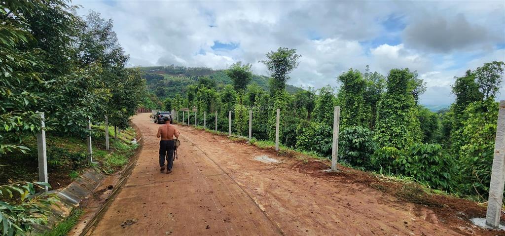 Bán rẫy/trang trại trồng cây lâu năm tại xã trường xuân, lâm đồng